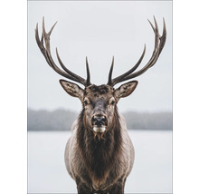 Portret van een hert met een groot gewei