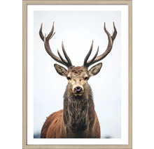Ingelijste poster van een hert met gewei