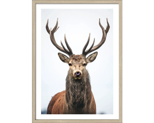 Ingelijste poster van een hert met gewei