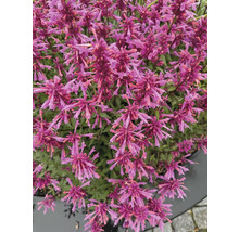 Close-up van een Agastache plant met veel bloemen