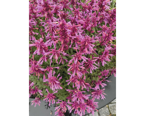 Close-up van een Agastache plant met veel bloemen