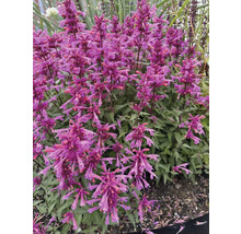 Agastache met violette bloemen in de tuin