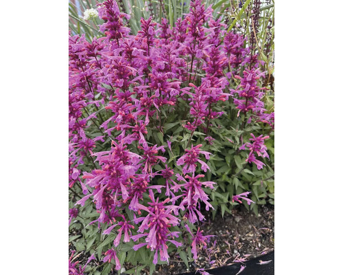 Agastache met violette bloemen in de tuin