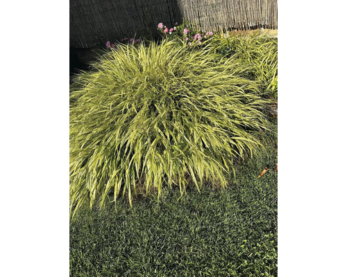 Japans bosgras in de tuin