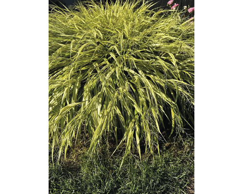 Japans goudbandgras in de tuin