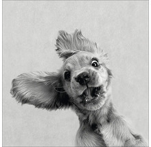 Close-up van een hond met open mond