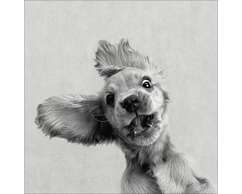 Close-up van een hond met open mond