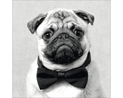 Portret van een mopshond met vlinderdas