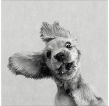 Close-up van een opgewonden Cocker Spaniel