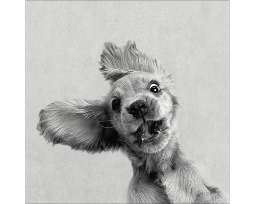 Close-up van een opgewonden Cocker Spaniel