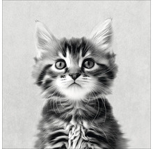Portret van een jonge kat