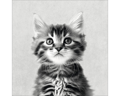 Portret van een jonge kat