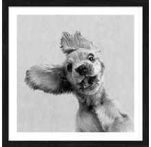 Ingelijste afbeelding van een Cocker Spaniel met een grappige gezichtsuitdrukking