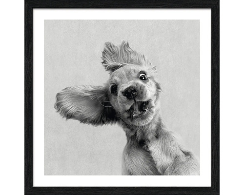 Ingelijste afbeelding van een Cocker Spaniel met een grappige gezichtsuitdrukking