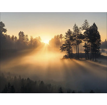 Boslandschap met mist en zonsopgang
