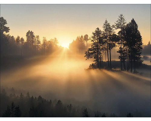 Boslandschap met mist en zonsopgang
