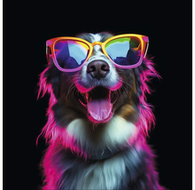 Hond met zonnebril