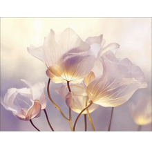 Close-up van delicate bloemen met doorschijnende bloemblaadjes