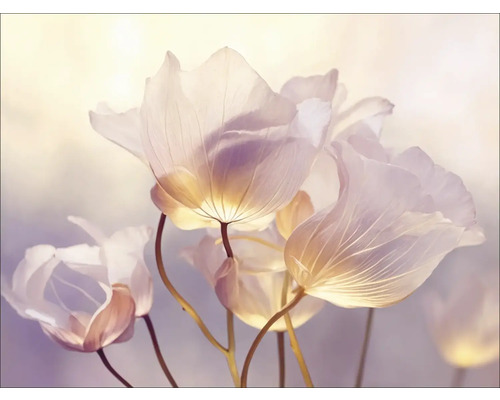 Close-up van delicate bloemen met doorschijnende bloemblaadjes