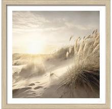 Ingelijste afbeelding van een duinlandschap met gras in gouden licht