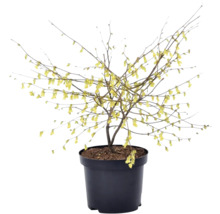 Winterbloeier in pot