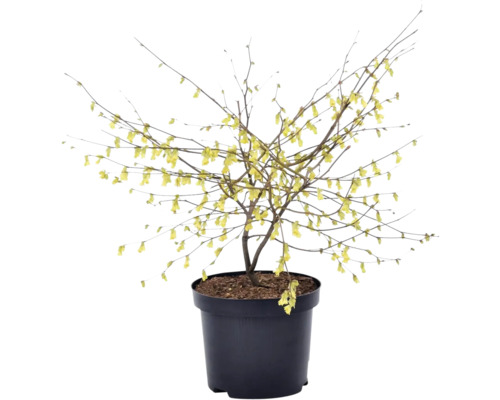 Winterbloeier in pot