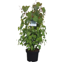 Japanse kornoelje in pot