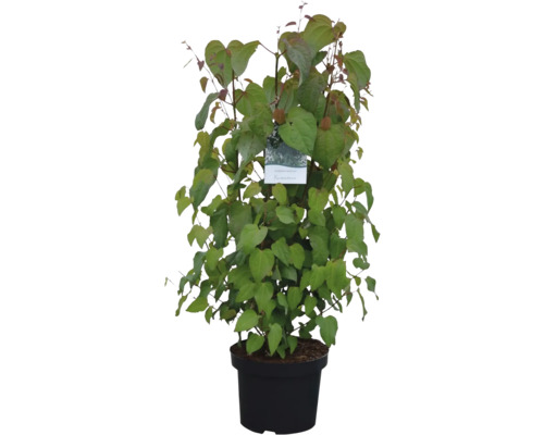 Japanse kornoelje in pot