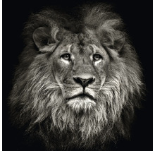 Portret van een leeuw met manen