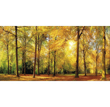 Herfstbos met zonlicht