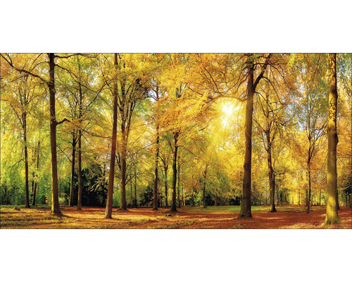Herfstbos met zonlicht