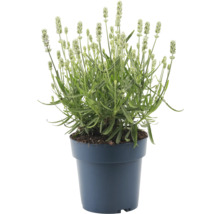 Lavendel in pot