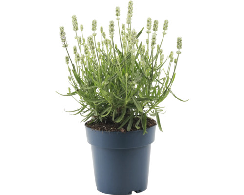 Lavendel in pot