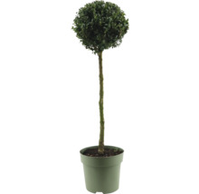 Buxus als bolboompje in pot