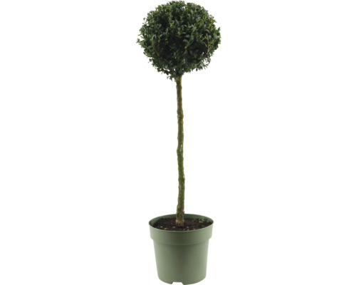Buxus als bolboompje in pot