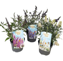 Drie vlinderstruiken van de serie Summer Kids in pot