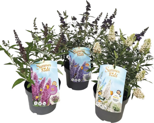 Drie vlinderstruiken van de serie Summer Kids in pot