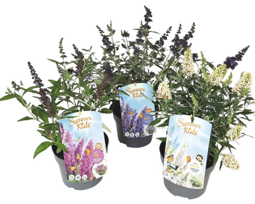 Drie vlinderstruiken van de Summer Kids serie in potten