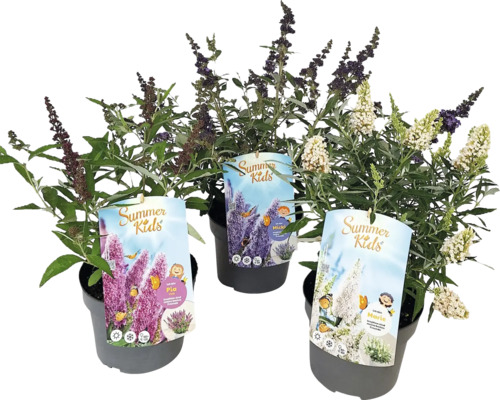 Drie vlinderstruiken van het type Summer Kids in potten