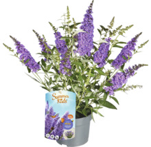 Vlinderstruik 'Micki' in pot