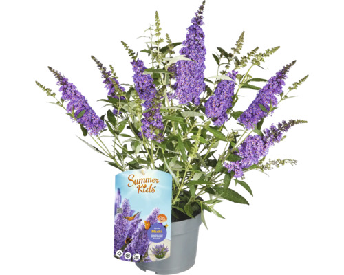 Vlinderstruik 'Micki' in pot