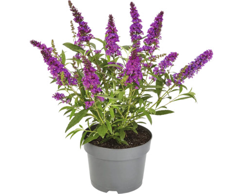 Vlinderstruik in pot met paarse bloemen