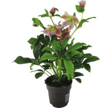 Kerstroos in pot met bloemen en groene bladeren