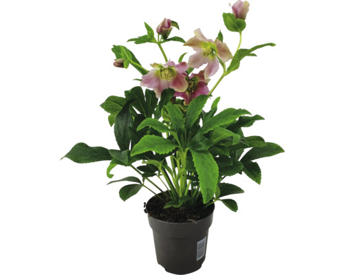 Kerstroos in pot met bloemen en groene bladeren