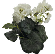 Geranium met witte bloemen in pot