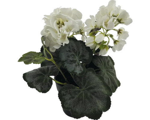 Geranium met witte bloemen in pot