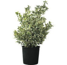 Groenblijvende kardinaalsmuts in pot