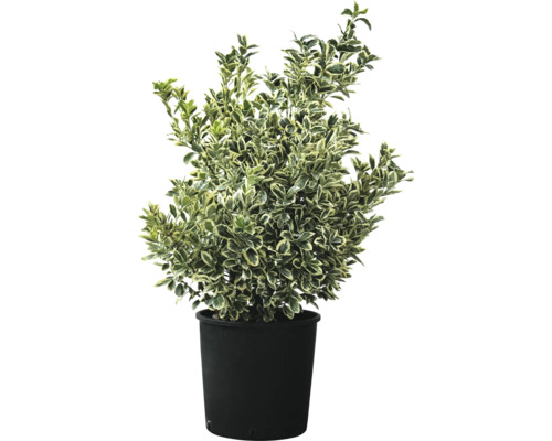 Groenblijvende kardinaalsmuts in pot