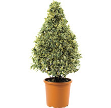 Kegelvormige kardinaalsmuts in pot