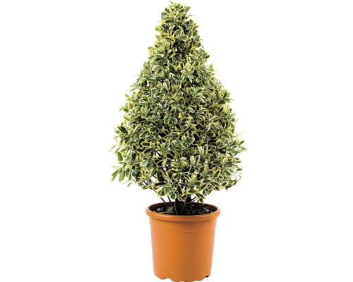 Kegelvormige kardinaalsmuts in pot